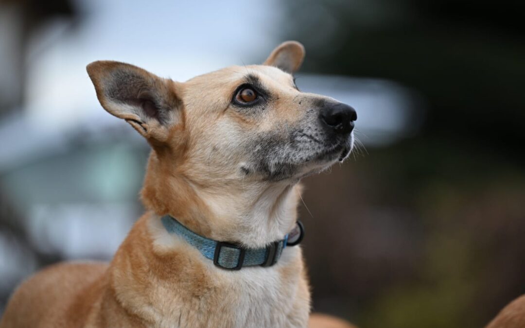RONA-medium sized-4.5 year old girl- Ukraine war dog-arrival  July 20sh
