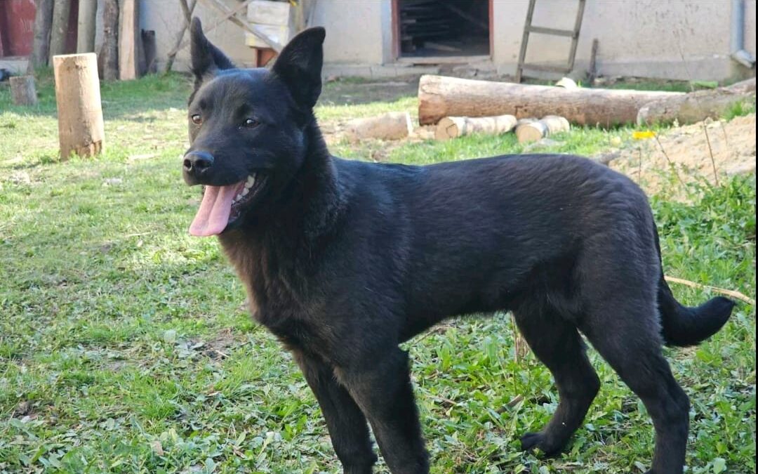BORYS-smallish medium-sized boy- 9 months old- Ukraine war dog-arrival mid-June