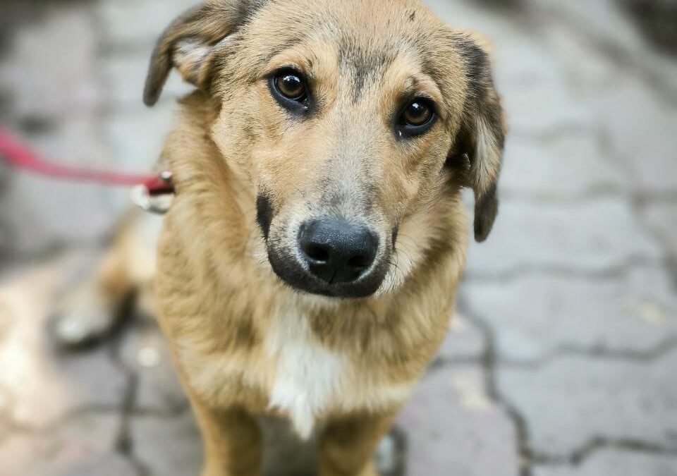 GOLF- 7-month-old boy- small-Ukraine war dog-arrival mid-June