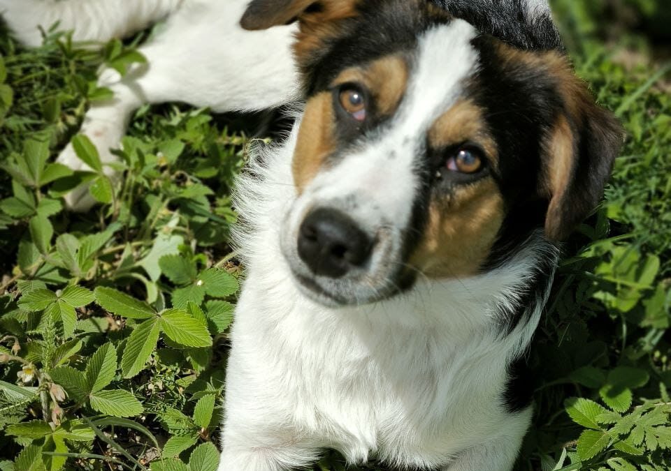 BAYLISS-7-month-old girl-small size- Jack Russel cross(?)-Ukraine war dog-arrival mid-June
