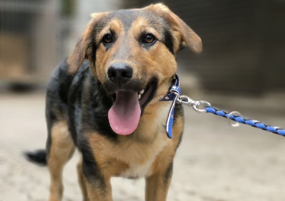 DOBBIE-7 months old boy-small to medium -Ukraine war dog-arrival mid-June
