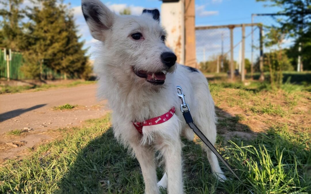 Athena- 9 months old-smallish medium  girl- arrival mid-June