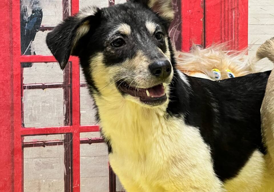 LADY- 9 months old- lower medium girl-arrival mid-June