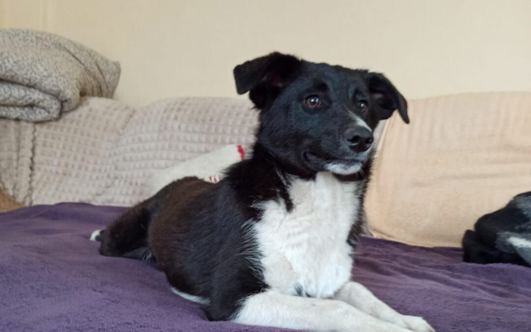 DIVA-7-month-old girl-lower-medium- Ukraine war dog-arrival mid-June