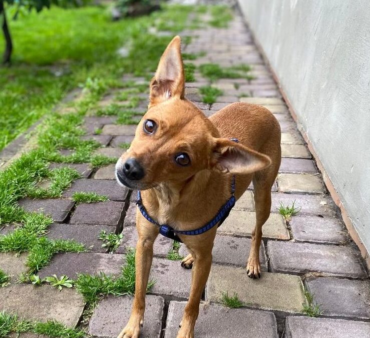 UK Based (Stockport, SK6):LILA-small-3 year-old girl-Chihuahua cross- Ukraine war dog-REHOMING
