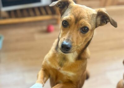 Reserved: UK Based (Scotland, DD8):LIZA-1.5-year-old-small- dachshund x Chihuahua- Ukraine war dog
