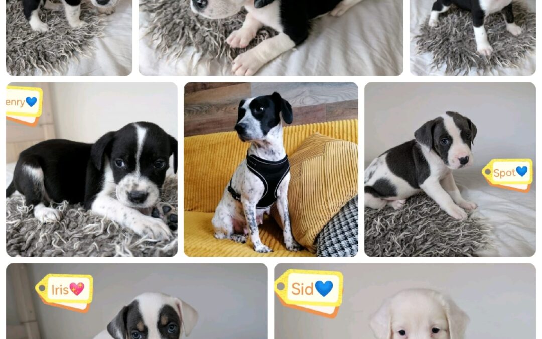 UK abandoned (Barnsley, S75): LADY’S PUPPIES ARE READY FOR HOME