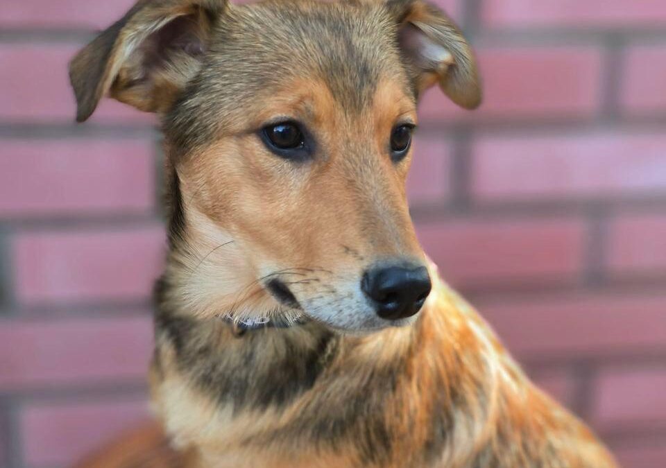 LUTHER- 7-month-old boy-smallish medium- Ukraine war dog-arrival mid-June