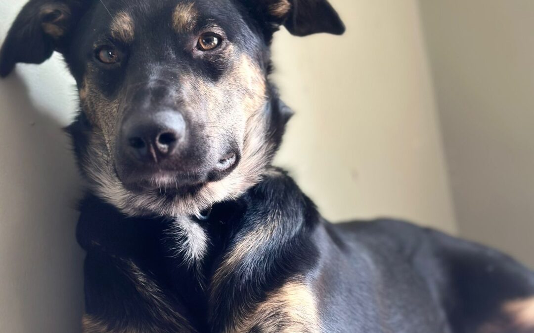 Already in UK (Shipston on stour, Warwickshire):Asti- 9 month-old lower-medium-sized girl- Ukraine war dog