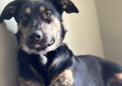 Already in UK (Shipston on stour, Warwickshire):Asti- 9 month-old lower-medium-sized girl- Ukraine war dog