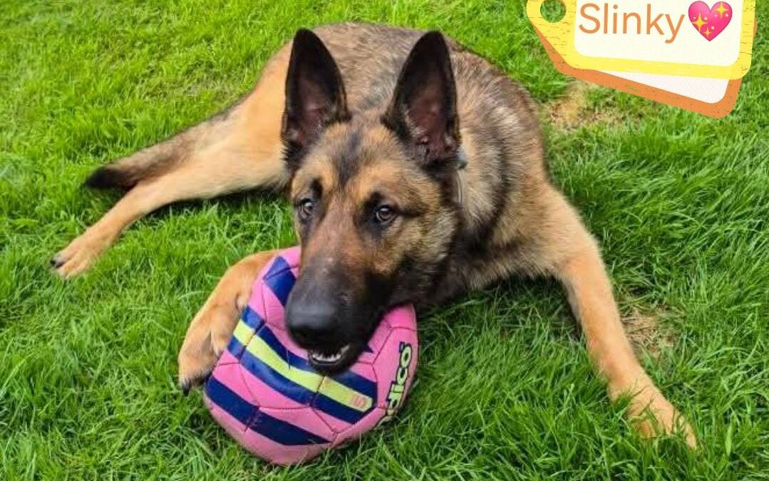 UK Surrender (Guildford GU4): Slinky- Large-11-month-old-German Shepherd- Reduced Fees