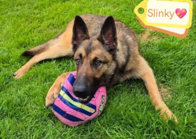 UK Surrender (Guildford GU4): Slinky- Large-11-month-old-German Shepherd- Reduced Fees