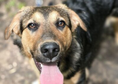 DOBBIE-7 months old boy-small to medium -Ukraine war dog-arrival mid-June