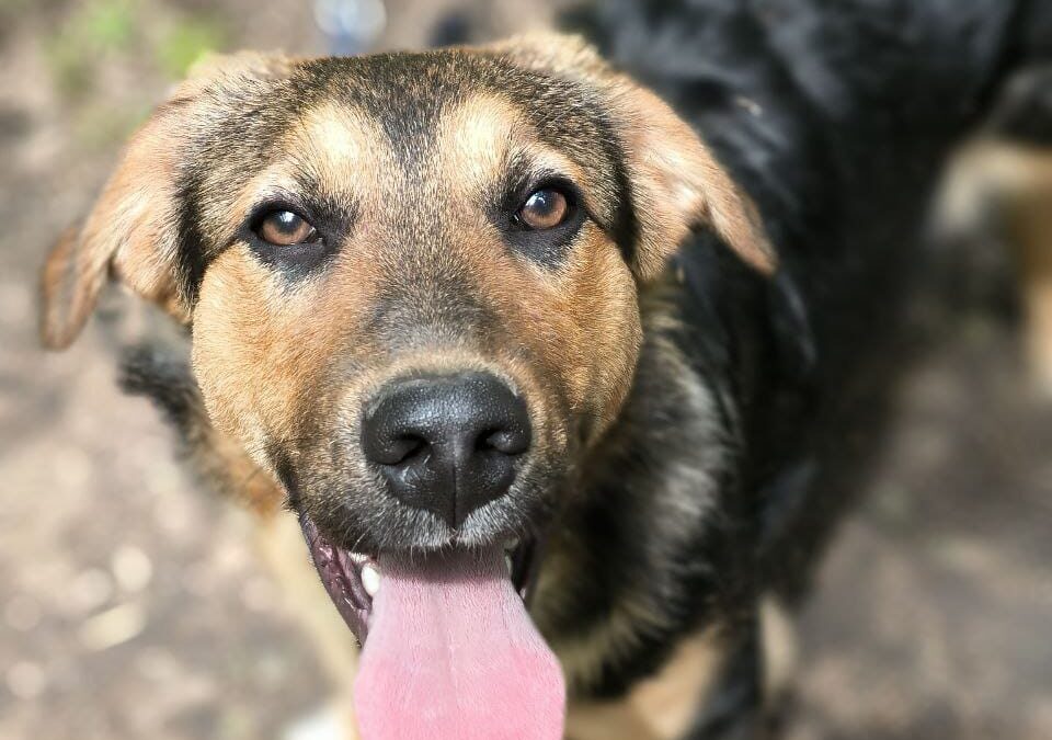 DOBBIE-7 months old boy-small to medium -Ukraine war dog-arrival mid-June