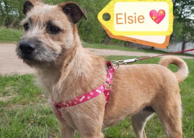 URGENT FOSTER or ADOPT, Located Burton on Trent DE15 -Elsie-12-month-old-smallish medium-sized girl
