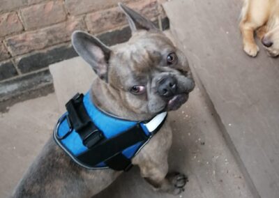 Reserved: UK Surrender (East Midlands): Rocco- 2 years old French Bulldog