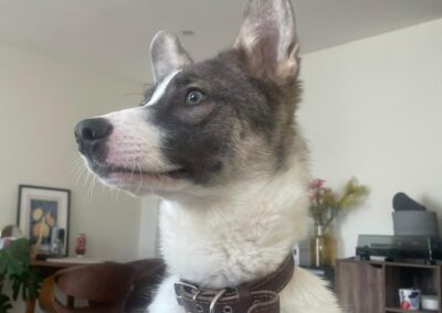 UK Based (Norton, BA33)-Spartak-9 months old – medium boy