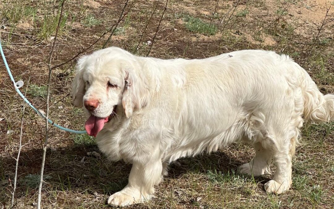 Kika-Clumber Spaniel girl-3 years old-arrival 13 June