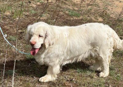 Kika-Clumber Spaniel girl-3 years old-arrival 13 June