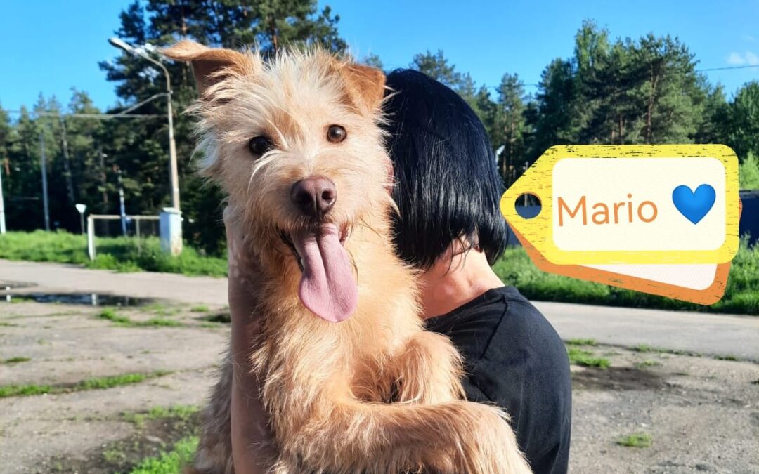 Mario – smallish medium-7 months old boy-arrival 13 June