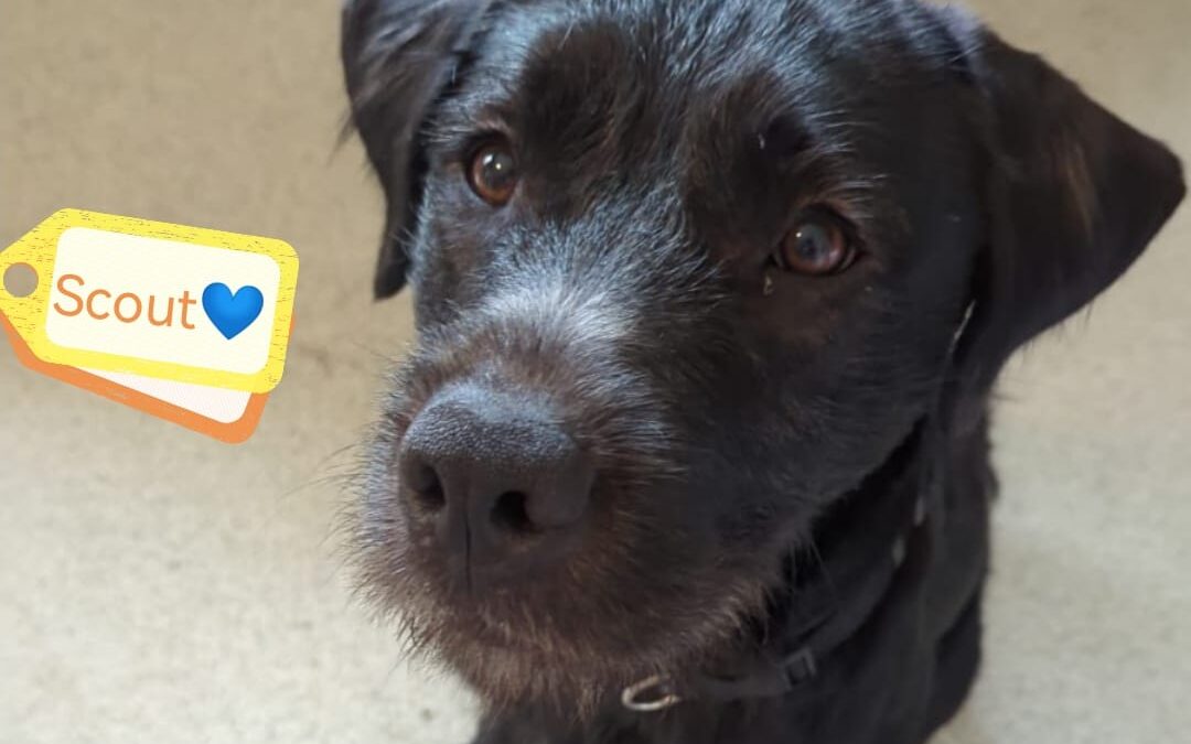 Urgent Foster or home: UK Surrender (Leicester LE9)-Scout-10 months-Large-Labrador cross