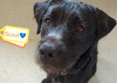 Urgent Foster or home: UK Surrender (Leicester LE9)-Scout-10 months-Large-Labrador cross