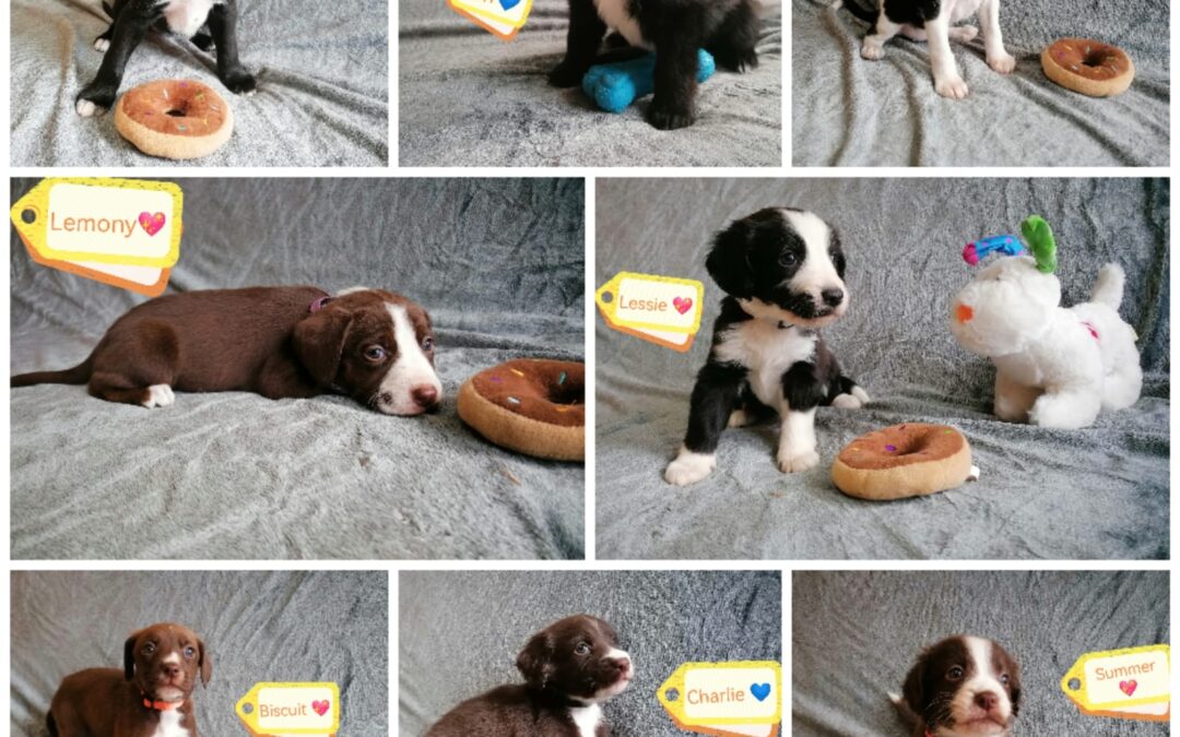 UK Surrender (Burton-upon-Trent DE15):  2 months Old Sweet Spaniel Cross Puppies – Looking for Love