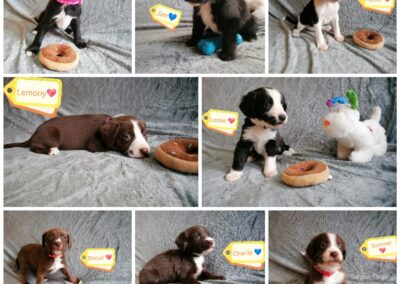 UK Surrender (Burton-upon-Trent DE15):  2 months Old Sweet Spaniel Cross Puppies – Looking for Love