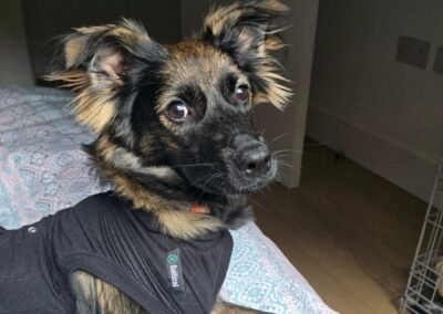 UK Based (Sheffield S3): Mila(Ashley)–smaller medium sized girl-8 months -Ukrainian war dog
