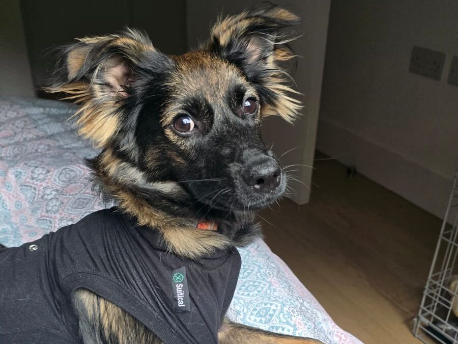 UK Based (Sheffield S3): Mila(Ashley)–smaller medium sized girl-8 months -Ukrainian war dog