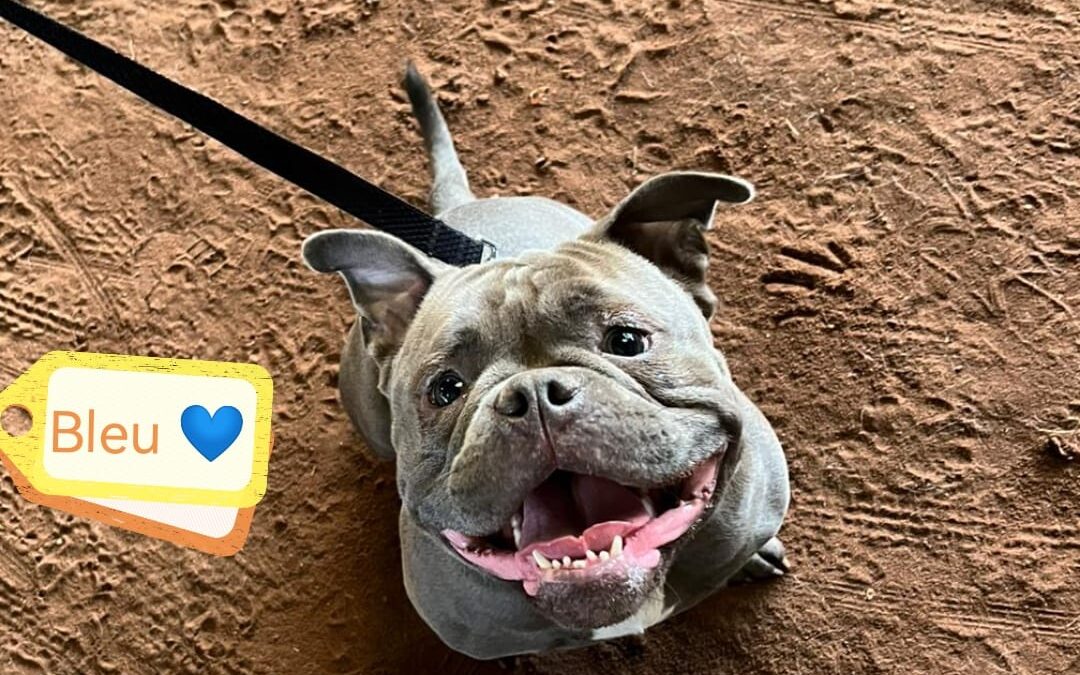 UK Surrender (Uttoxeter, ST14): Bleu –  American Bulldog Pocket -1,5 years boy- Reduced Fees