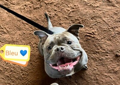UK Surrender (Uttoxeter, ST14): Bleu –  American Bulldog Pocket -1,5 years boy- Reduced Fees