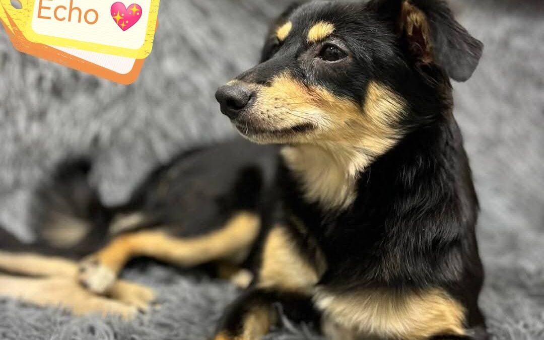 UK Surrender -Barcombe, BN8 :Echo-small-sized girl-13 months old- Reduced adoption fee