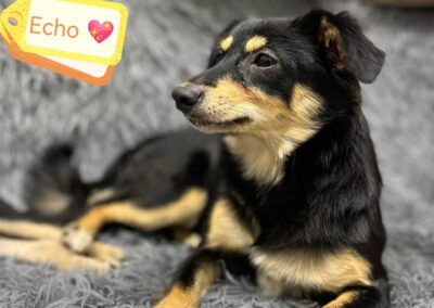 UK Surrender -Barcombe, BN8 :Echo-small-sized girl-13 months old- Reduced adoption fee