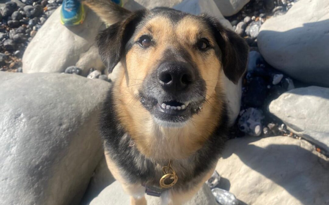 URGENT:EMERGENCY FOSTER CALL-Baks-smallish-medium -2-year-old boy-East Sussex (BN20)