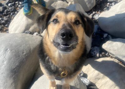 URGENT:EMERGENCY FOSTER CALL-Baks-smallish-medium -2-year-old boy-East Sussex (BN20)