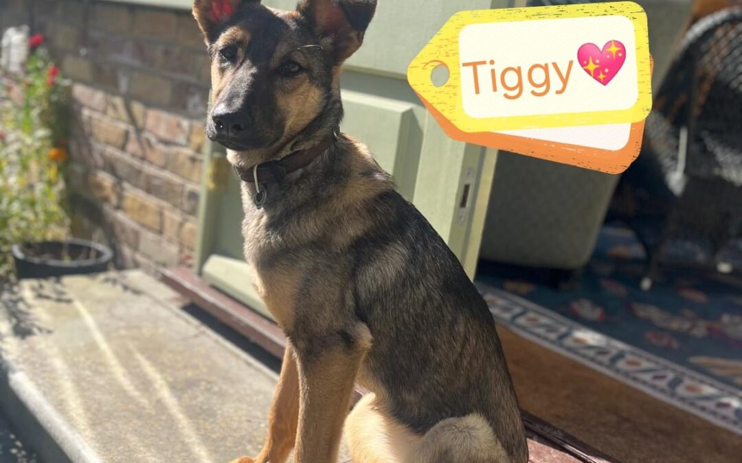 Already in UK (Monkhams, CM5):TIGGY – 11 months old girl-medium size-Adoption fees reduced