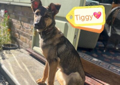 Already in UK (Monkhams, CM5):TIGGY – 11 months old girl-medium size-Adoption fees reduced