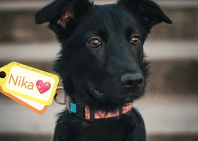 UK Based (Burton on Trent DE15): NIKA-7 months old-smallish girl-Adoption fee reduced due to family donation