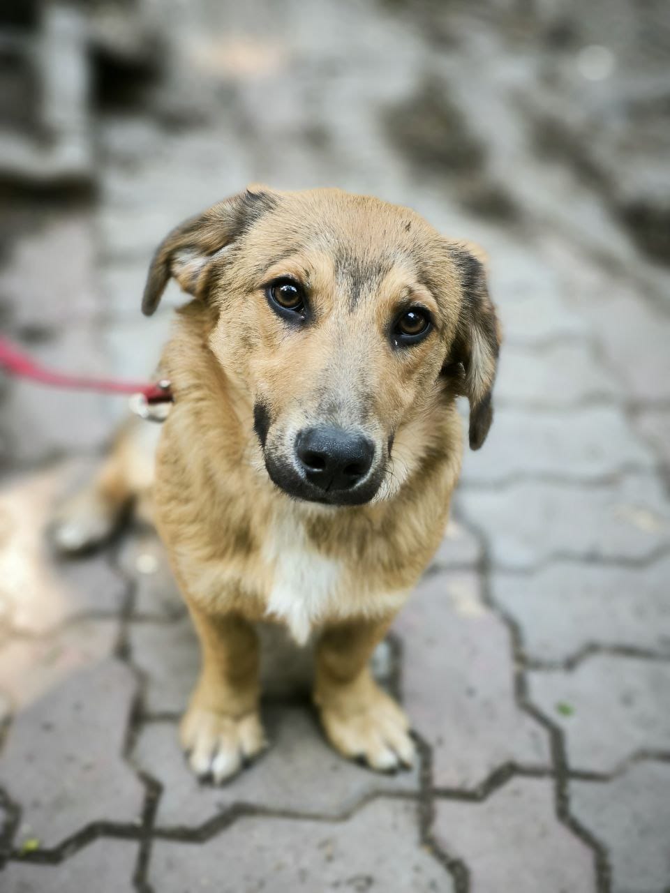Dog waiting