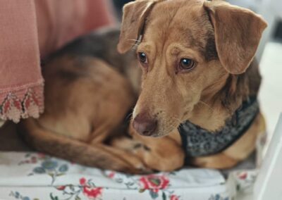 UK Based (Chelmsford, Essex, CM1) :Naya- small-sized -3-year-old- Dachshund girl