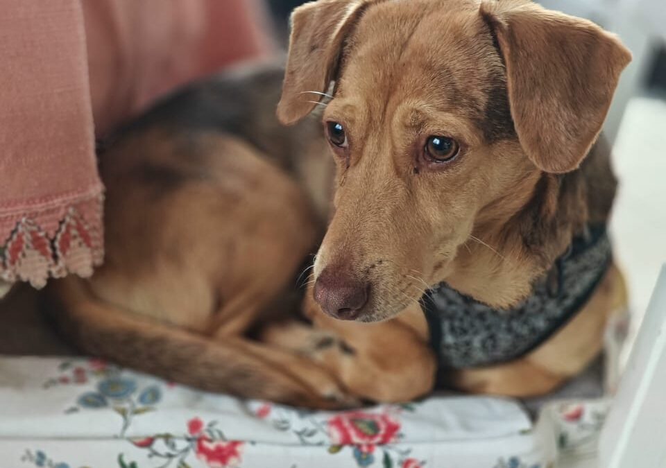 Reserved:UK Based (Chelmsford, Essex, CM1) :Naya- small-sized -3-year-old- Dachshund girl