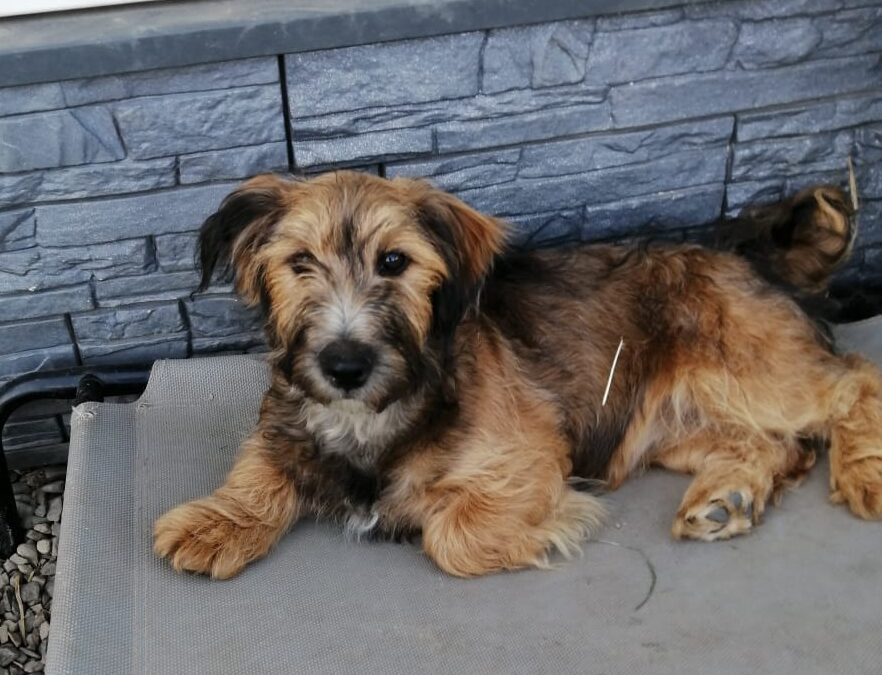 Dotty- small- 6.5 month-old Yorkie cross girl- Ukraine war dog-arrival July,25