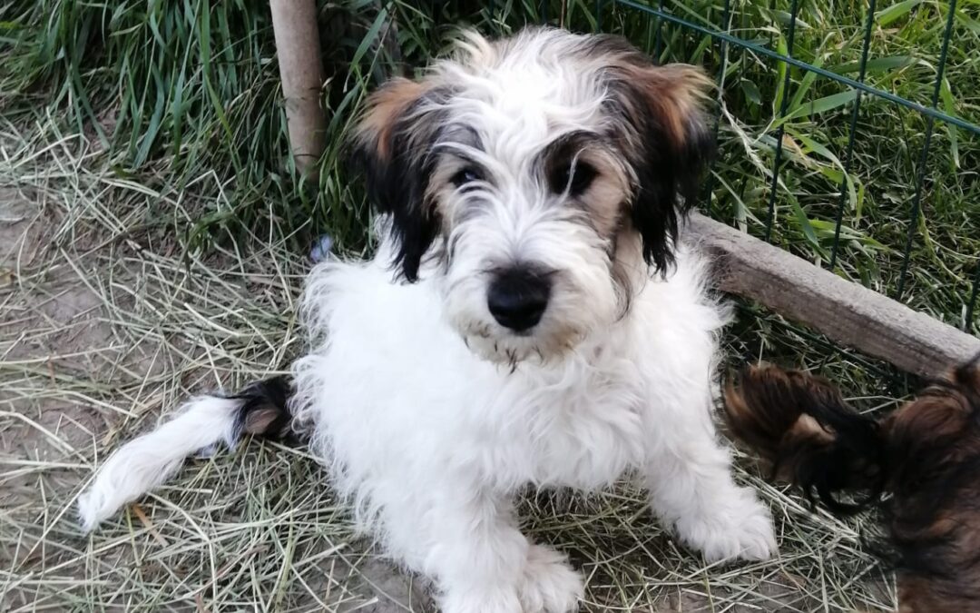 Spotty -6.5 months old girl- small-to-lower medium- Yorkie cross- Ukraine war dog-arrival July,25