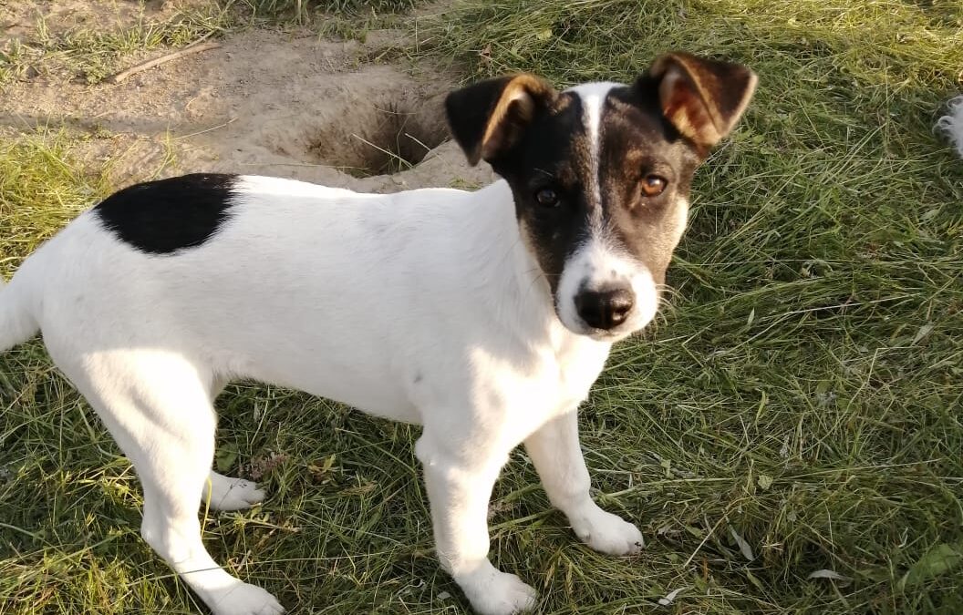 Mina- 6-month-old -small to lower-medium-sized girl-possibly Jack Russell cross- Ukraine war dog-arrival July,25