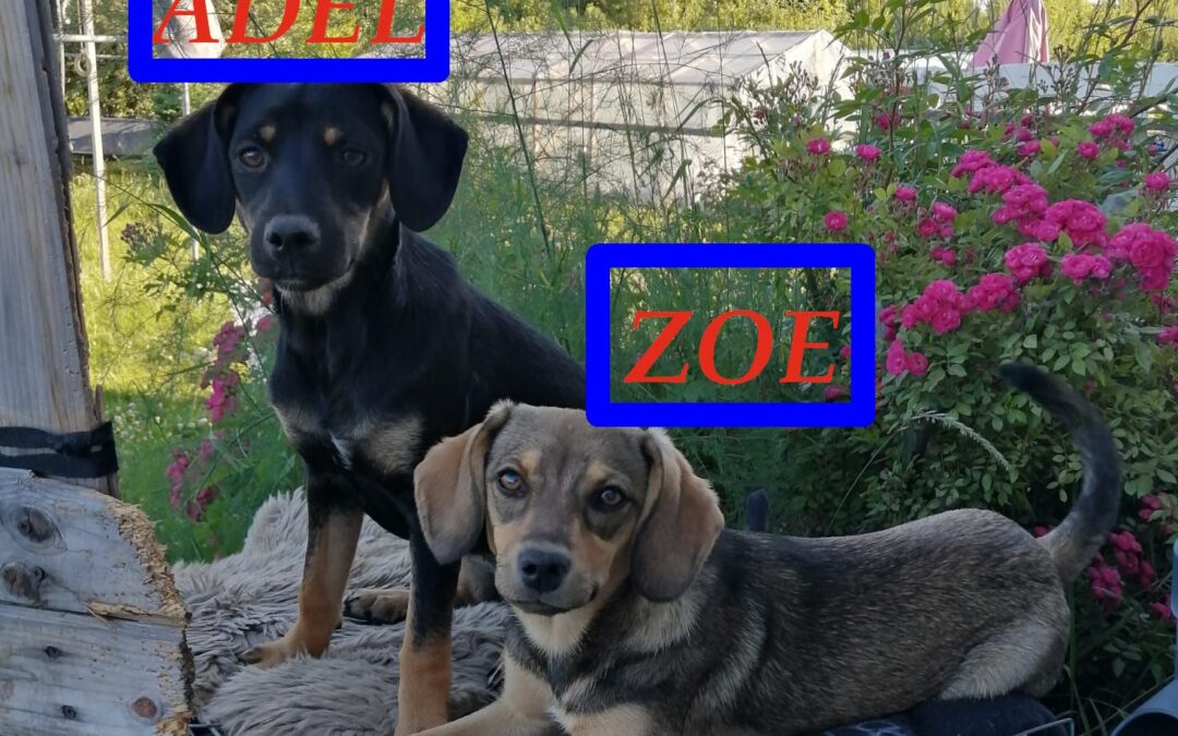Zoe & Adel-together or separately- 6,5 small size girls-Dachshund x Chihuahua- Ukraine war dog-arrival 25th July