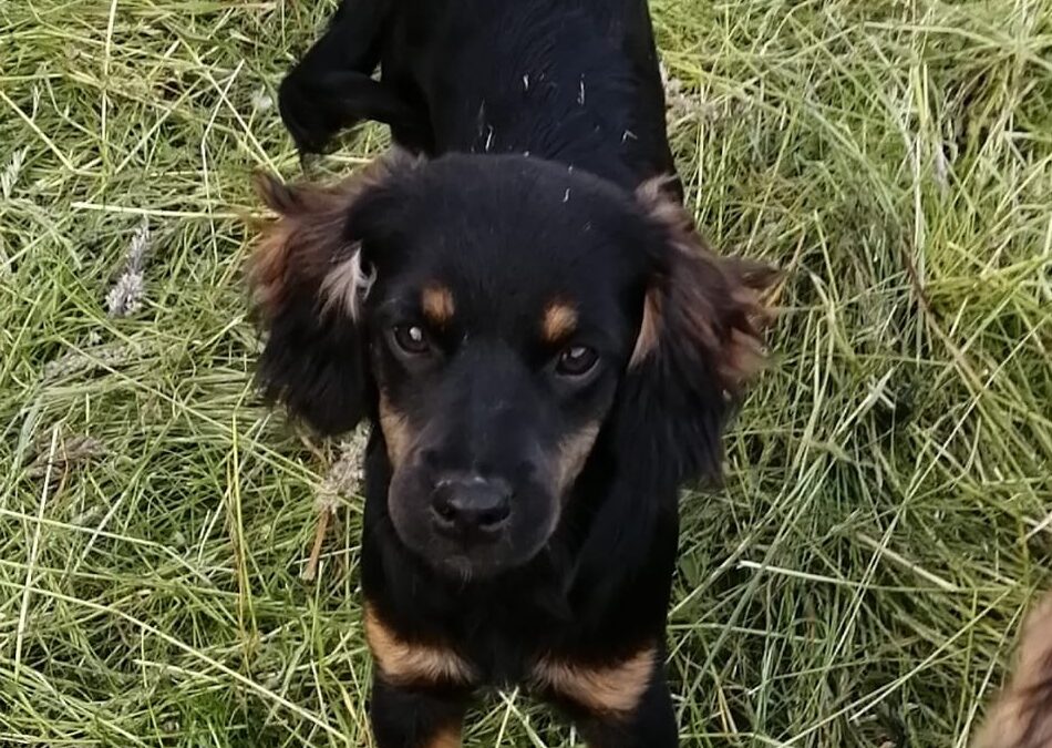 Tuffy-miniature girl- 6+ months old – Dachshund–Chihuahua mix- Ukraine war dog-arrival July,25